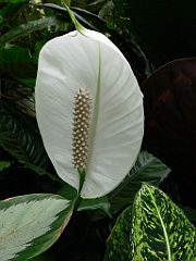 112 Cairns Botanic Gardens